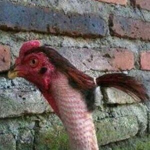 Meet your Posher, Marisol